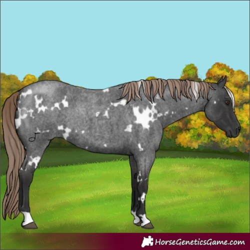 Horse Color:White Spotted Liver Red Roan