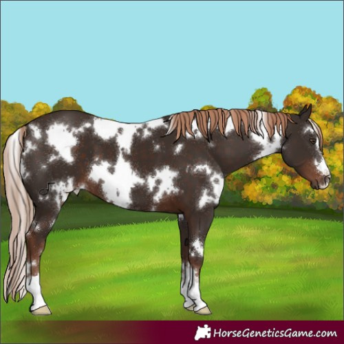 Horse Color:White Spotted Liver Chestnut 