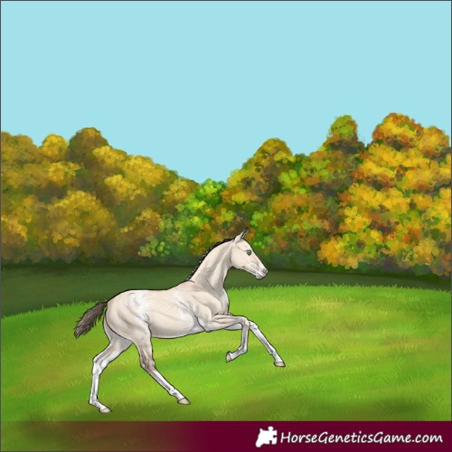 Horse Color:White Spotted Amber Champagne Dun Tobiano 