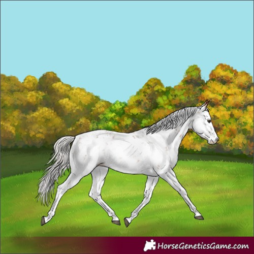 Horse Color:Silver Bay Sabino Rabicano 