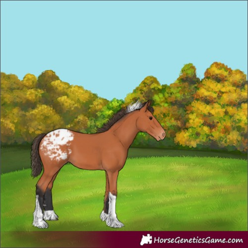 Horse Color:Bay Tobiano Blanket