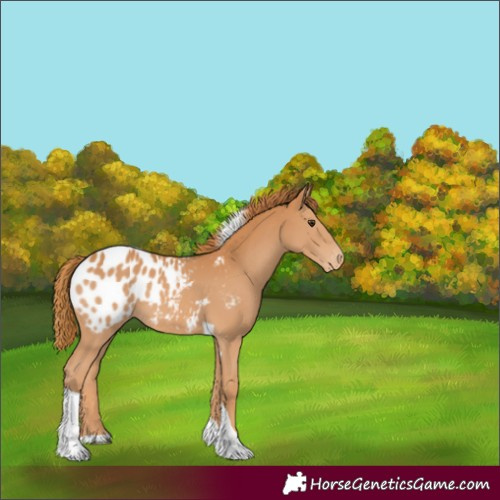Horse Color:Chestnut Tobiano Blanket
