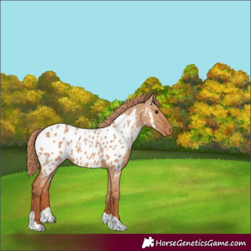 Horse Color:Red Dun Tobiano Near Leopard