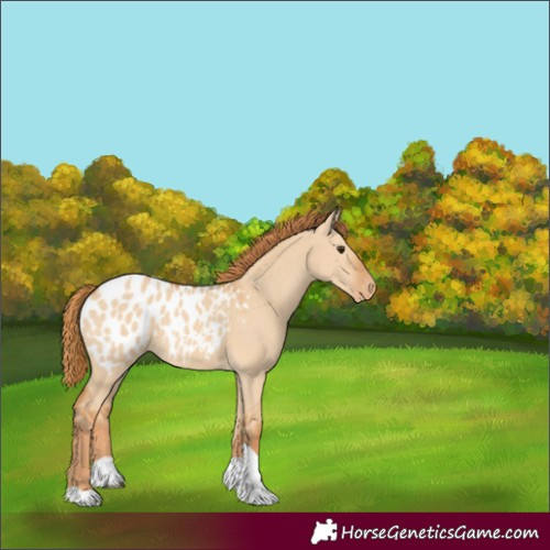 Horse Color:Red Dun Tobiano Appaloosa