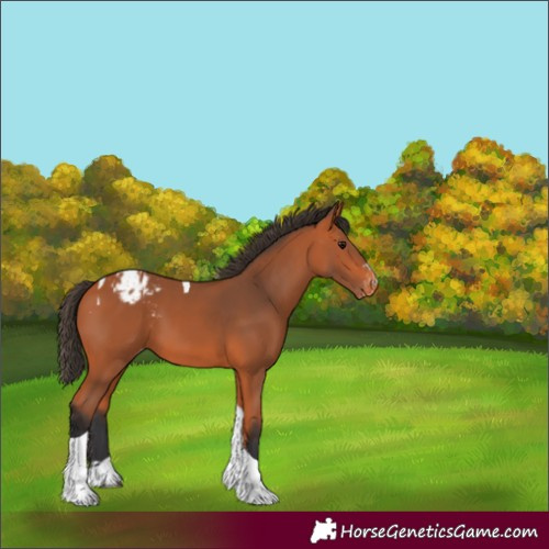 Horse Color:Bay Tobiano Blanket