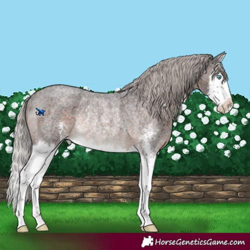 Horse Color:Silver Brown Roan Sabino Splash Rabicano 