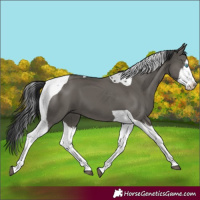 Horse Color:Grullo Splash Tobiano