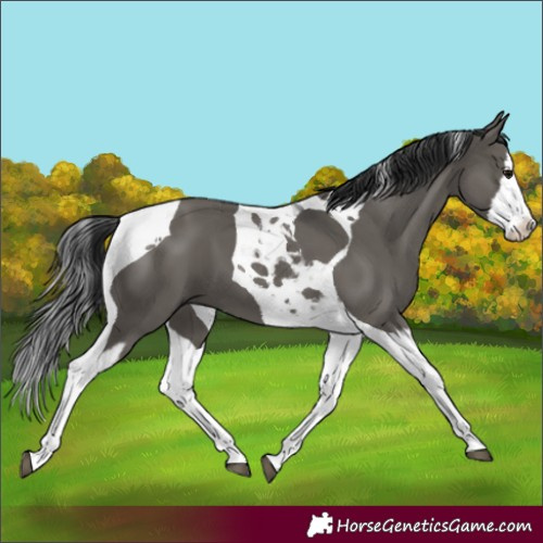 Horse Color:Grullo Splash Tobiano
