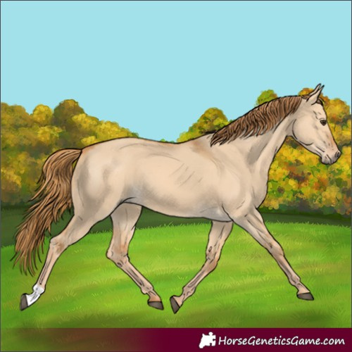 Horse Color:Red Dun