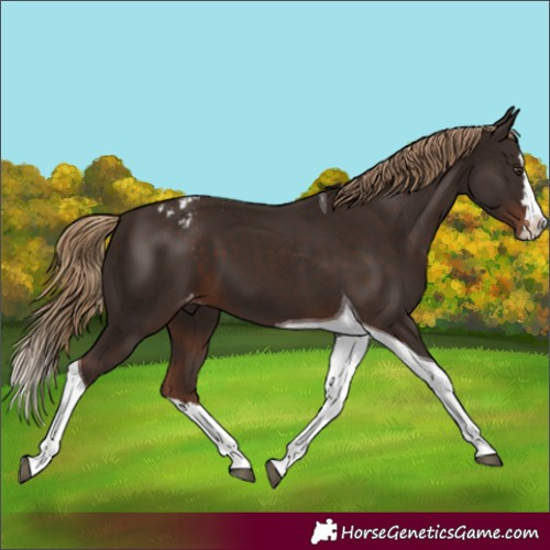Horse Color:Liver Chestnut Splash Tobiano Appaloosa