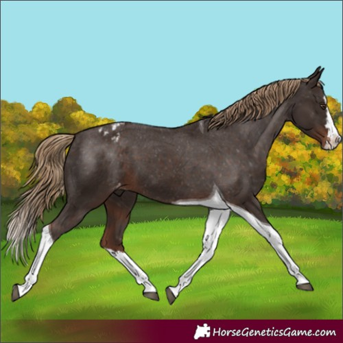 Horse Color:Liver Chestnut Splash Tobiano Appaloosa 