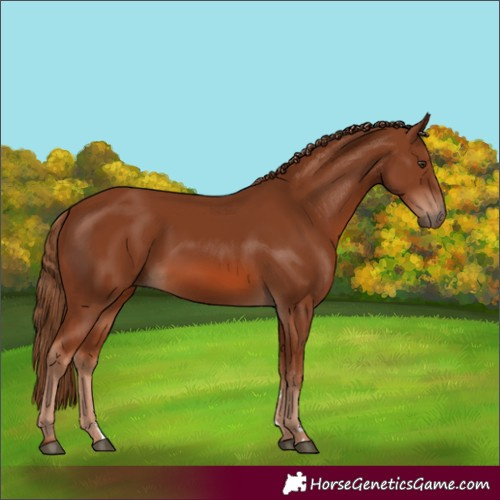 Horse Color:Chestnut 