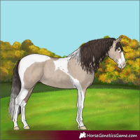 Horse Color:Classic Champagne Dun Splash Tobiano 