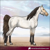 Horse Color:Buckskin Roan Dun 