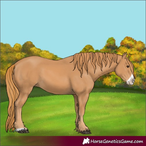 Horse Color:Chestnut Frame 