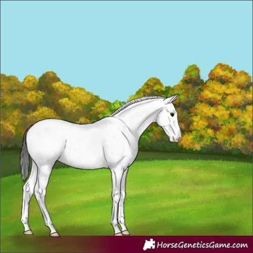 Horse Color:Smoky Black Sabino 