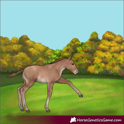 Horse Color:Black Pearl 