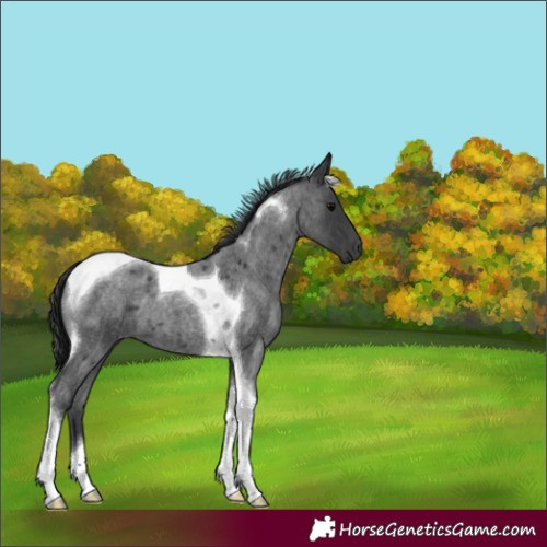Horse Color:Blue Roan Tobiano 