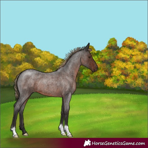 Horse Color:Liver Red Roan