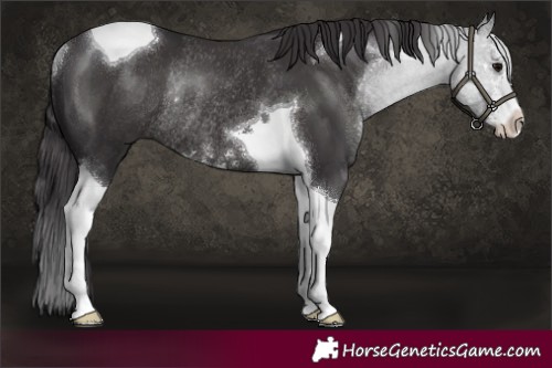 Horse Color:Smoky Black Sabino Tobiano Rabicano 
