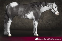 Horse Color:Smoky Black Sabino Tobiano Rabicano