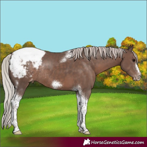 Horse Color:Silver Black Tobiano Frame Appaloosa Rabicano