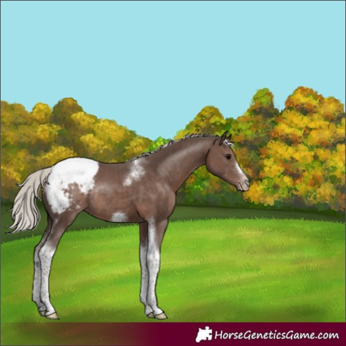 Horse Color:Silver Black Tobiano Frame Appaloosa Rabicano 