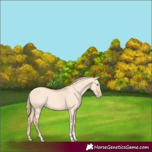 Horse Color:Gold Champagne Dun Tobiano 