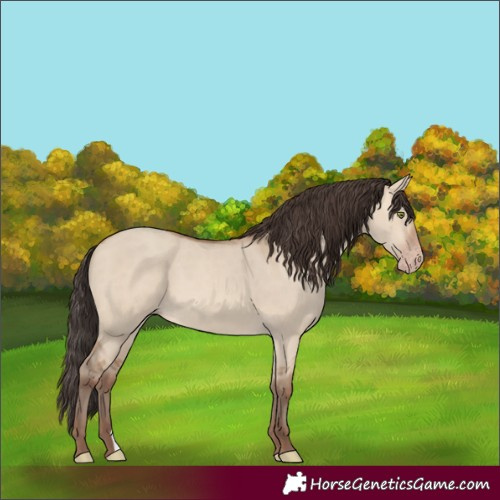 Horse Color:Unknown 
