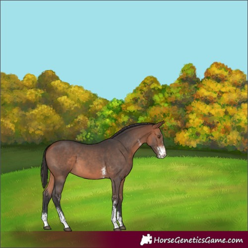 Horse Color:Bay Sabino 