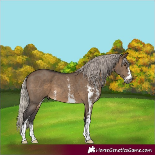 Horse Color:Gray Silver Brown Dun Sabino 