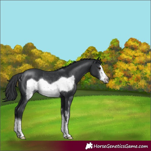Horse Color:Black Sabino Frame Rabicano 