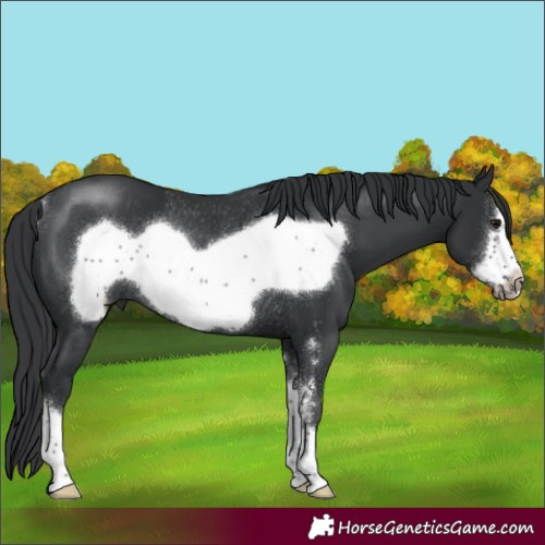 Horse Color:Black Sabino Frame Rabicano 