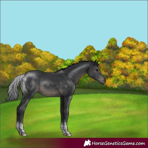 Horse Color:Black Tobiano Rabicano 