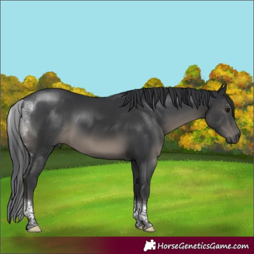 Horse Color:Black Tobiano Rabicano