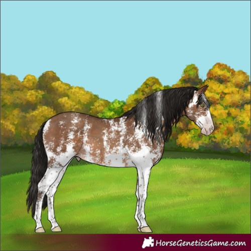 Horse Color:Gray Amber Champagne Sabino 