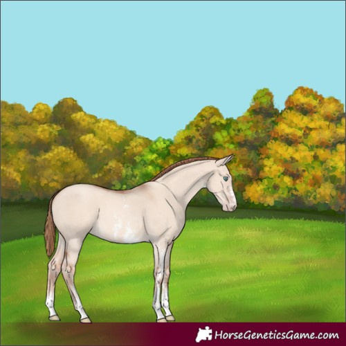 Horse Color:Gold Champagne Dun Sabino