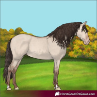 Horse Color:Unknown 
