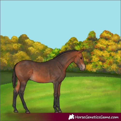 Horse Color:White Spotted Bay 