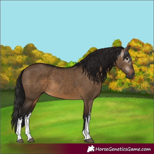 Horse Color:Gray White Spotted Bay Dun