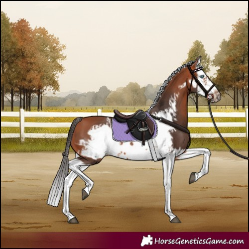 Horse Color:Bay Splash Frame and Bay Splash Frame