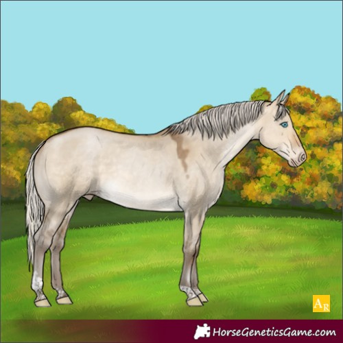 Horse Color:Gray Silver Buckskin Pearl Dun Tobiano Appaloosa