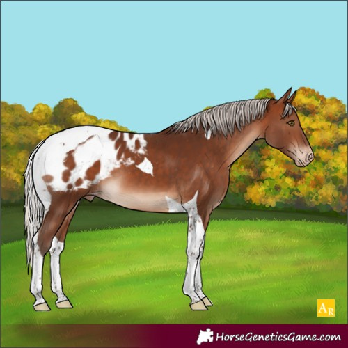 Horse Color:Silver Bay Tobiano Appaloosa