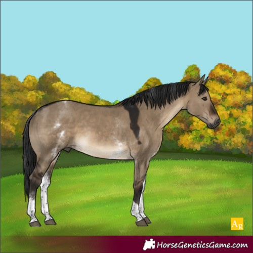 Horse Color:Gray White Spotted Brown Dun Tobiano 