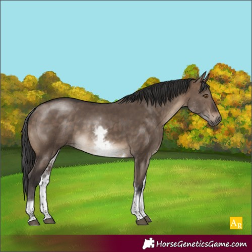 Horse Color:White Spotted Brown Dun Tobiano
