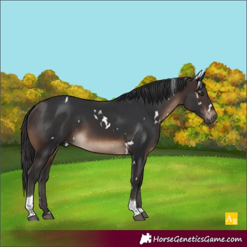 Horse Color:White Spotted Brown Tobiano 