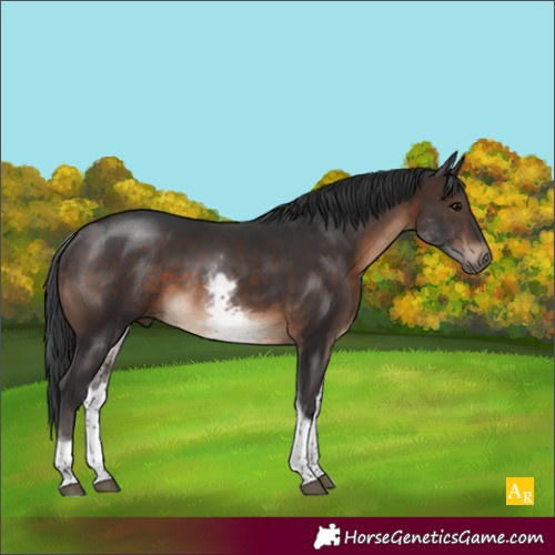 Horse Color:White Spotted Brown Tobiano 