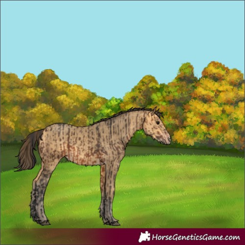 Horse Color:Brown  and Amber Cream Champagne 