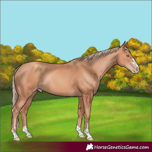 Horse Color:Gold Champagne Rabicano 