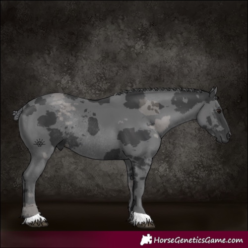 Horse Color:Black Merle Rabicano